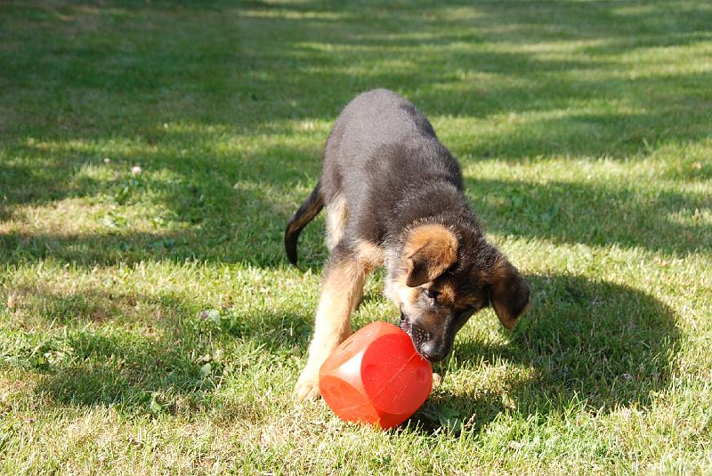 Casey (10).JPG - 12 weeks.